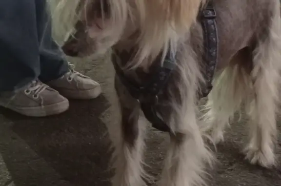 Найдена собака, Санкт-Петербург, фото: Собака Девочка найдена у магазина Семишагофф, Будапештская ул., 11 к2, СПб