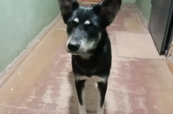 Найдена собака на ул. Дзержинского, Иваново