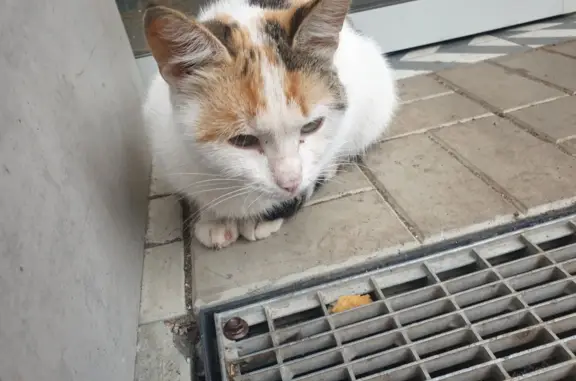 Найден бездомный котенок на Пекинской улице, нуждается в помощи