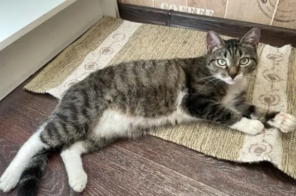 Найдена кошка Котик на 21-й Амурской улице