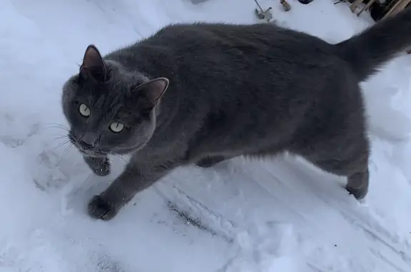 Пропала кошка, темно-серый окрас, адрес: ул. Ветстанция, Киренск