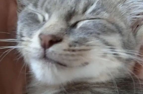 Кошки потеряшки, Николаевск-на-Амуре, фото: Потеряшка кошка Персик, ул. Луначарского, Николаевск-на-Амуре