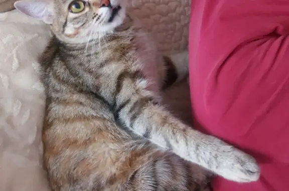 Пропала кошка Кулильский бобтейл в Новосибирске