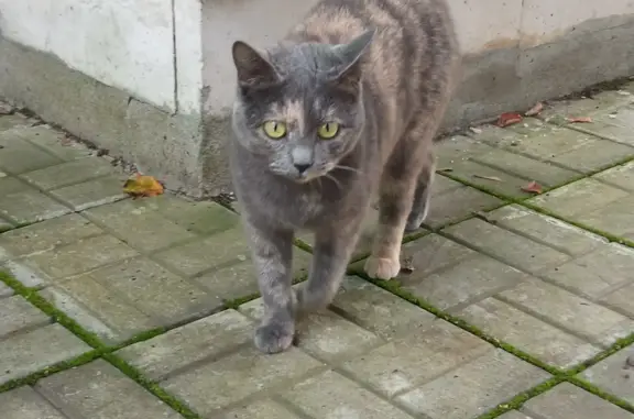 Кошка найдена возле Гостиницы Сторожа Саввино-Сторожевского монастыря