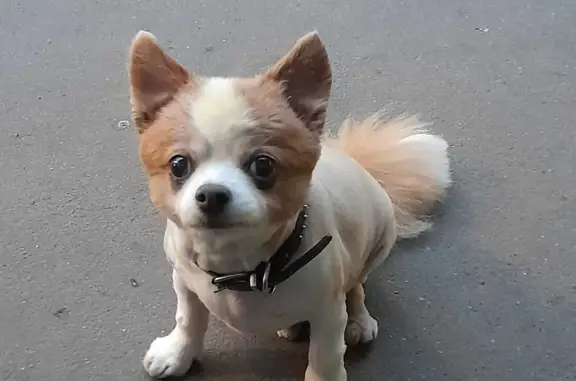 Собаки потеряшки, Москва, фото: Потеряшка собака на ул. Артюхиной, 25 к2, Москва