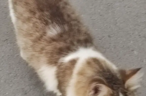Найдена кошка на ул. Карла Маркса, 52 к1, Чебоксары