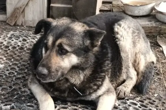 Собаки потеряшки, Санкт-Петербург, фото: Потеряшка собака, Пискарёвский проспект 150 к2, СПб