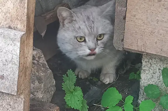 Найдена кошка на ул. Дмитриевская Слобода, Владимир