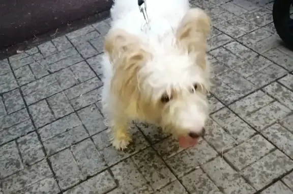 Найдена собака в парке Урицкого