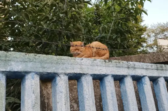 Найдена кошка Рыжий кот, ул. Победы, 6, Воскресенск