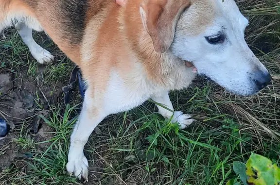 Собака найдена в поле деревни Скурыгино на ул. Чехова