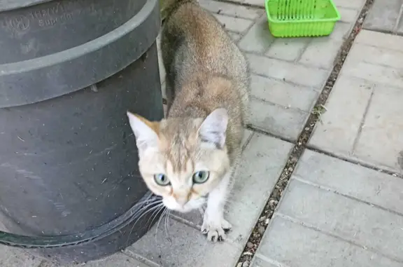 Найдена кошка в Ожогино, Московская обл.