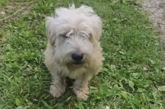 Собака найдена в снт Ремонтник, Ревякинское сельское поселение, Тульская область