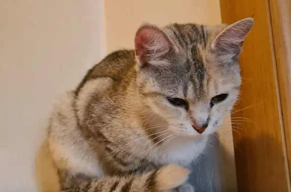 Найденные животные Москва, фото: Найдена кошка: ул. Реутовская 8к3, Москва