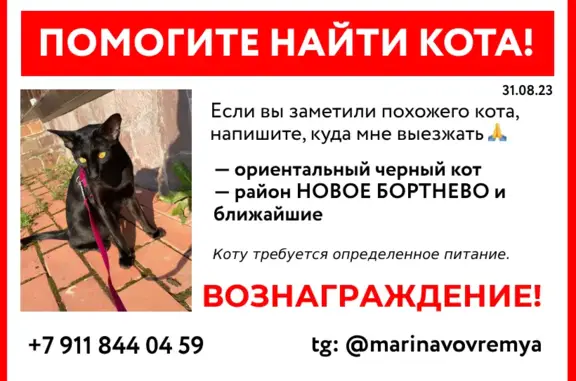 Пропала кошка в Бортнево, Московская область