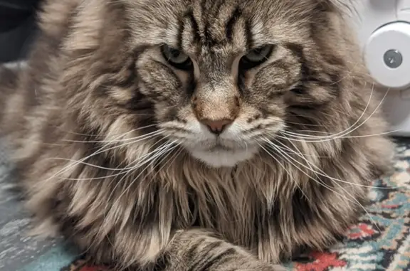 Потерянные животные Уфа, фото: Пропала кошка Кот мейн-кун, 4 года, Уфа