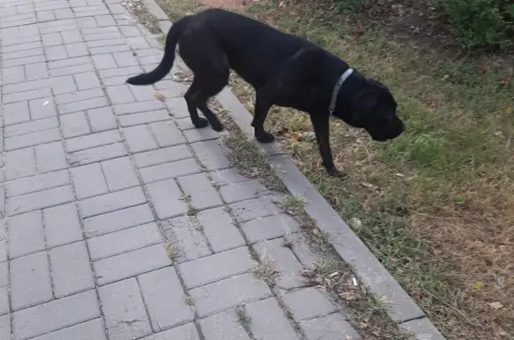 Найдена собака Линда, ищем хозяина! Ул. Циолковского, 171, Воронеж