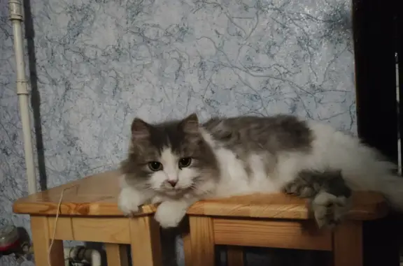 Пропала кошка в районе ТЦ Терновский куст и ТЦ Куб