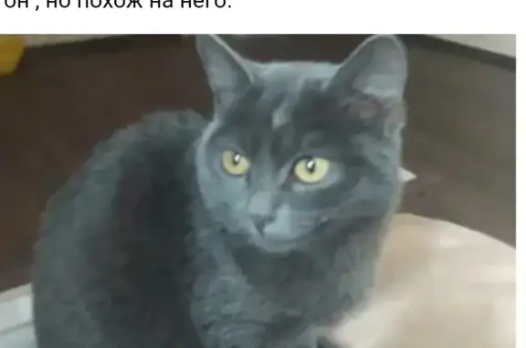 Пропал серый кот, ул. Молодова 20, Омск
