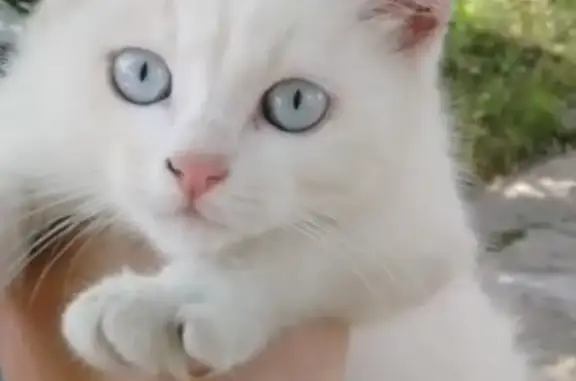 Кошки потеряшки, Москва, фото: Потеряшка белая кошка с голубыми глазами, Москва