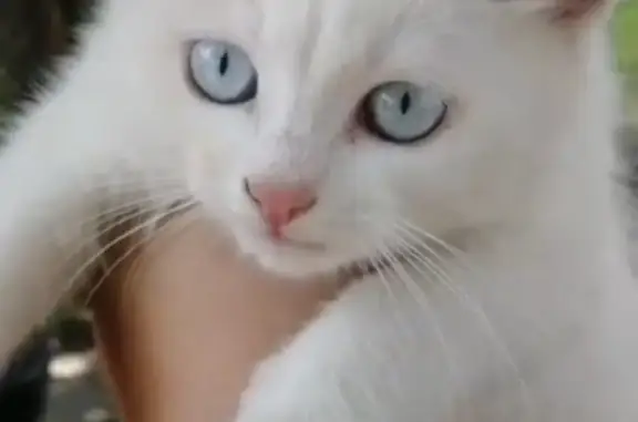 Пропала белая кошка с голубыми глазами, Липецк