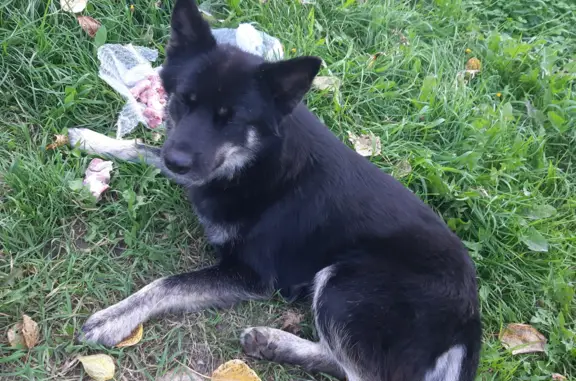 Найдена собака на Комсомольском пр-те, 11, Тверь
