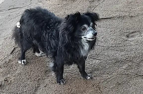 Пропала собака Кобель, черный, 13 лет, Водопроводная ул., 107, Ульяновск