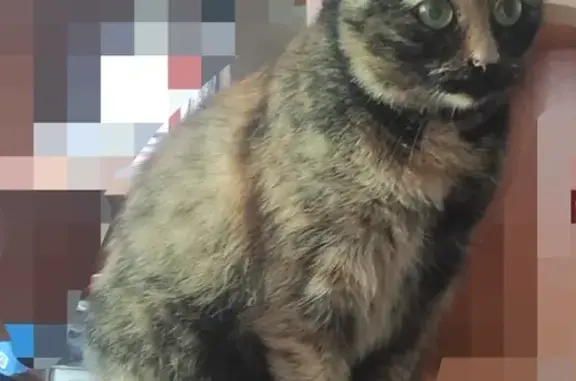 Кошки потеряшки, Гарболово, фото: Потеряшка кошка, черепаховая окраска, упала с балкона