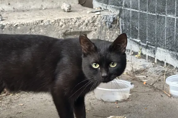 Найден кот, черный окрас, глаза зеленые, аллея Спасателей, Москва