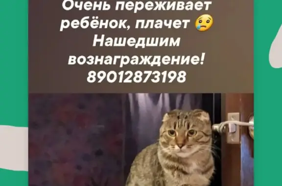 Пропала кошка, 1 год, серенькая, в Иваново
