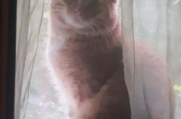 Кошки потеряшки, Ржавки, фото: Потеряшка кошка Рыжий кот Симба, 3 года, Ржавки