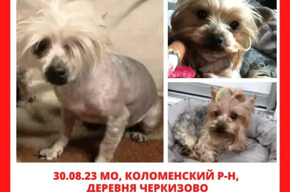 Пропала собака в п. Черкизово, Московская область