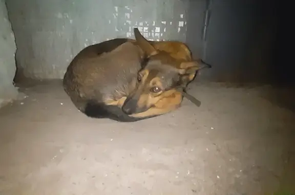 Найдена собака с чипом, ищет хозяев. Ул. Георгия Димитрова, 23, Самара
