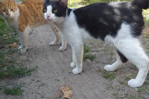 Найдена кошка на Студенческой улице, 61Б, Дзержинск