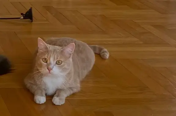 Кошки потеряшки, Москва, фото: Потеряшка кошка Каспи, вознаграждение! Москва, Большой Златоустинский переулок, 3А с2. +7 905 807-20-28