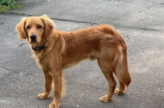 Найдена собака, Московская область, фото: Найдена собака на Котеджной улице, Московская область