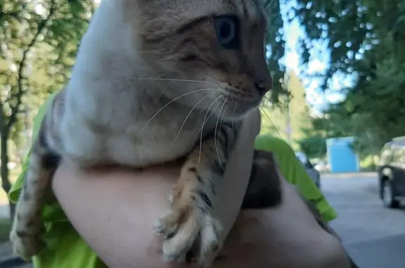 Молодая голубоглазая кошка на ул. Ген. Лизюкова, 81, Воронеж