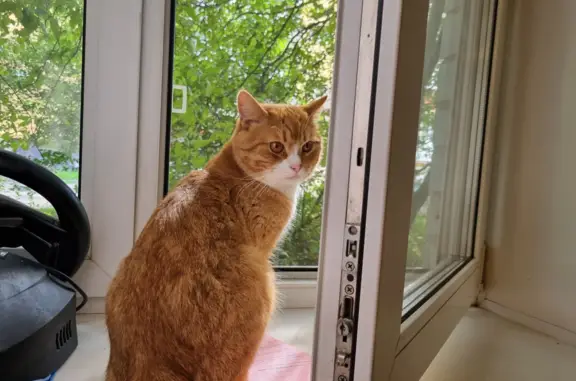 Кошки потеряшки, Ярославль, фото: Потеряшка кошка Мальчик. Рыжий. Ул. Нефтяников, 24, Ярославль