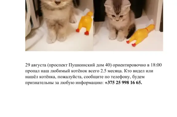 Пропала кошка: Пушкинский пр-т, 38В-34, Могилёв
