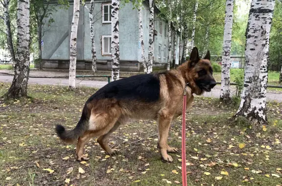 Собака Немецкая овчарка, ул. Жилая, Нефтеюганск