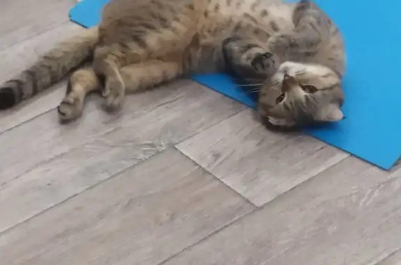 Пропала кошка Кот в Мензелинске, Татарстан
