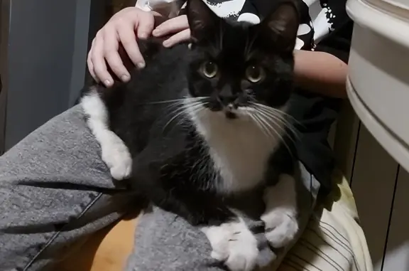 Найденные животные Москва, фото: Найден котик! Молодой, черный с белым животиком.