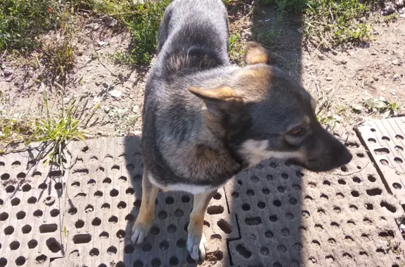 Найдена дружелюбная собака возле дома в Азьмушкино, Татарстан
