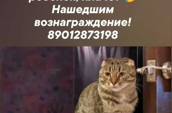 Пропала кошка, 7-й Авдотьинский пер., Иваново
