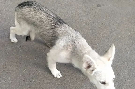 Найдена собака похожая на хаски у 1го подъезда, Сибирский проспект, Омск