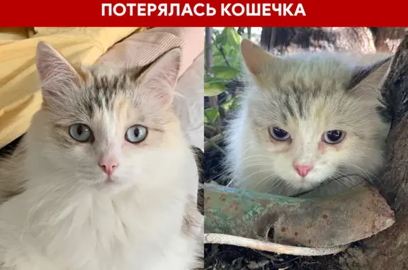 Кошки потеряшки, Новосибирск, фото: Потеряшка кошка: белая, голубые глаза. Ул. Кубовая, 115
