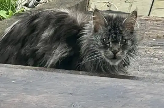Найдена Майн Кун: потерянный котенок в Большом Алексеевском