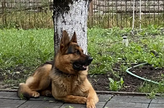 Пропала собака в Таганроге, ищем Рея, переулок 10 новый