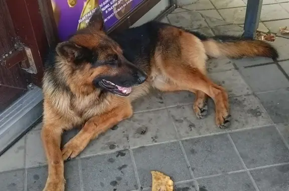 Найдена собака на ул. Красных Партизан, Краснодар
