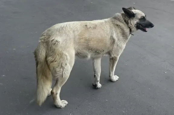Найдена собака в районе МцД Лианозово, ищем хозяев или новый дом